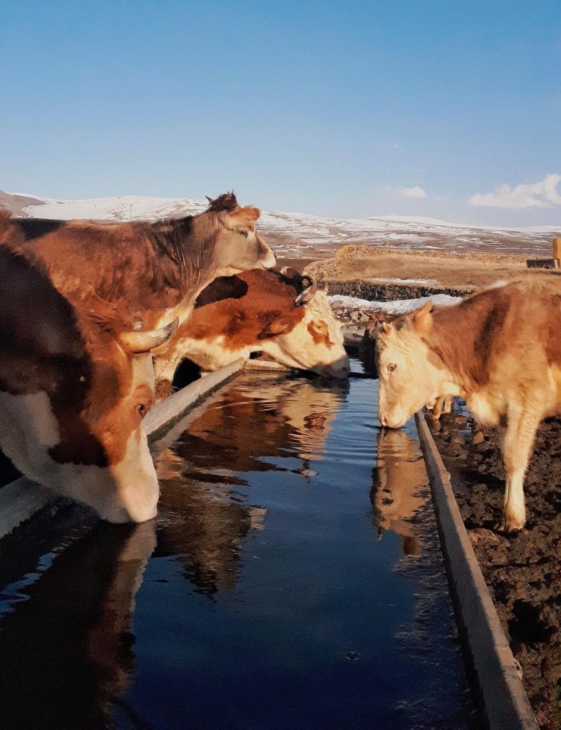 Tränkwasseraufbereitung in der Landwirtschaft